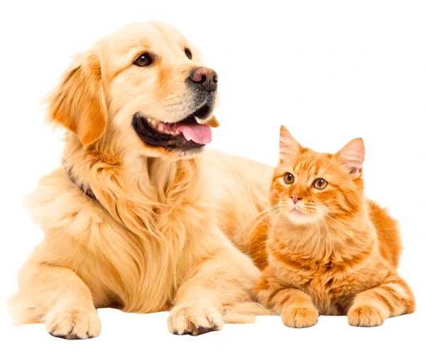 Happy pets with SmartCollar